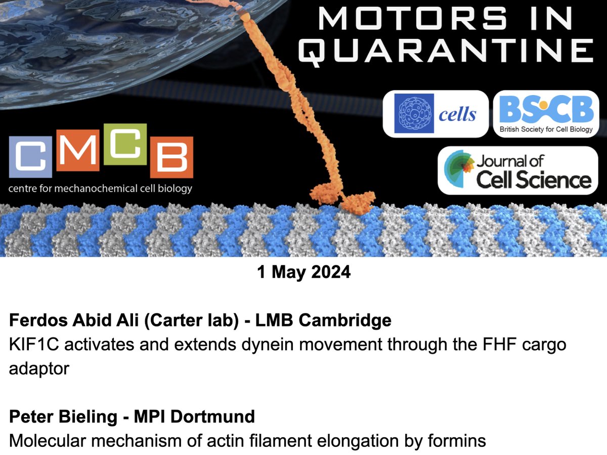 AnneStraube's tweet photo. Here is your prewarning for next #MotorsInQuarantine: Put 1st May 3pm UTC into your calendar now. Looking forward to hosting Ferdos Abid Ali @fe_aali and Peter Bieling for a super session involving #kinesin #dynein #actin #formins Sign up here: https://t.co/Eod3KjFYHy https://t.co/FpQuLZZx6n