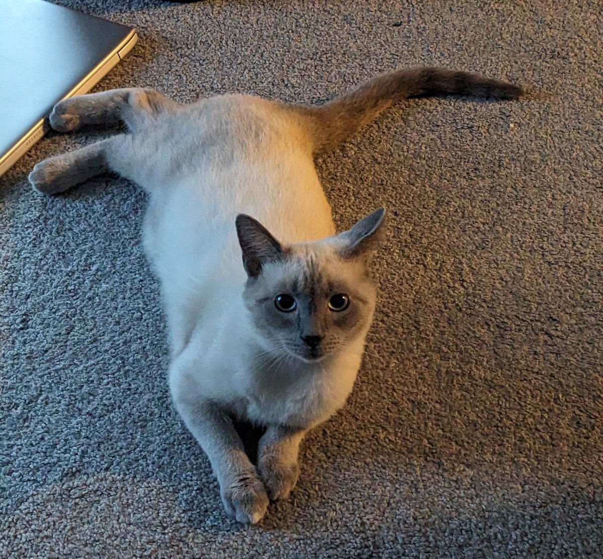 Encheat's tweet image. He looks cute right now but if I pet him he'll bite me very hard