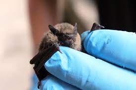 It's #batappreciationday! We learnt so much about our little friends from Durham Bat Group in our recent Friends Lecture Series. Bat conservation is important to all at #DurhamCathedral. durhamcathedral.co.uk/articles/bats-… #Durham #Bats #conservation #nature