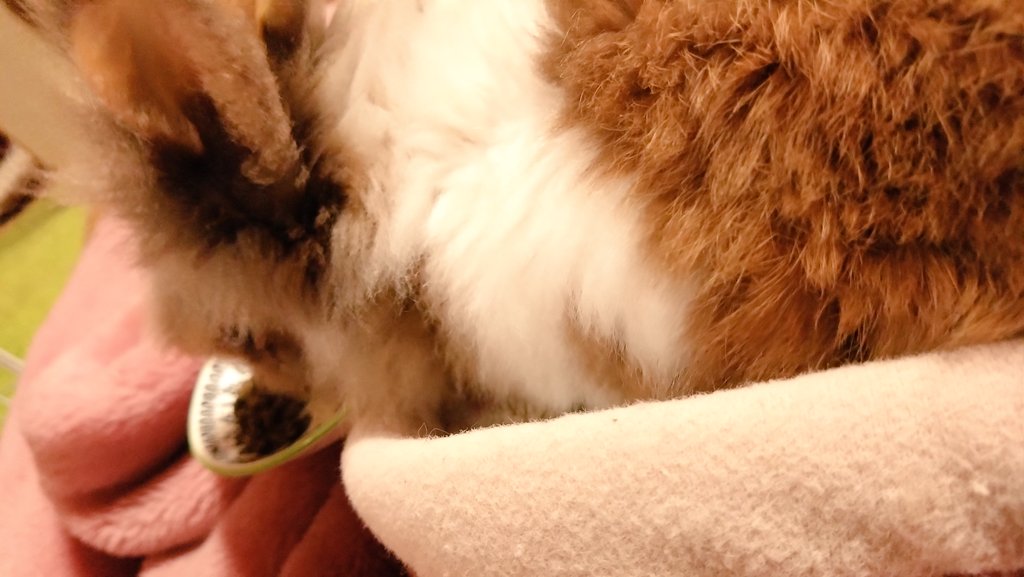 musaskss's tweet photo. まるちゃん、今日ももりもりごはん食べる姿が最高にかわいい
そんなに食べるんかいってくらい食べるのも喜ばしい👏 https://t.co/5feUV2n33B
