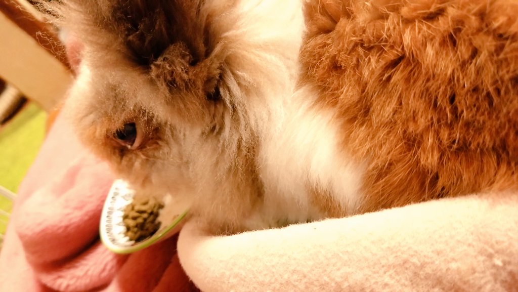 musaskss's tweet photo. まるちゃん、今日ももりもりごはん食べる姿が最高にかわいい
そんなに食べるんかいってくらい食べるのも喜ばしい👏 https://t.co/5feUV2n33B