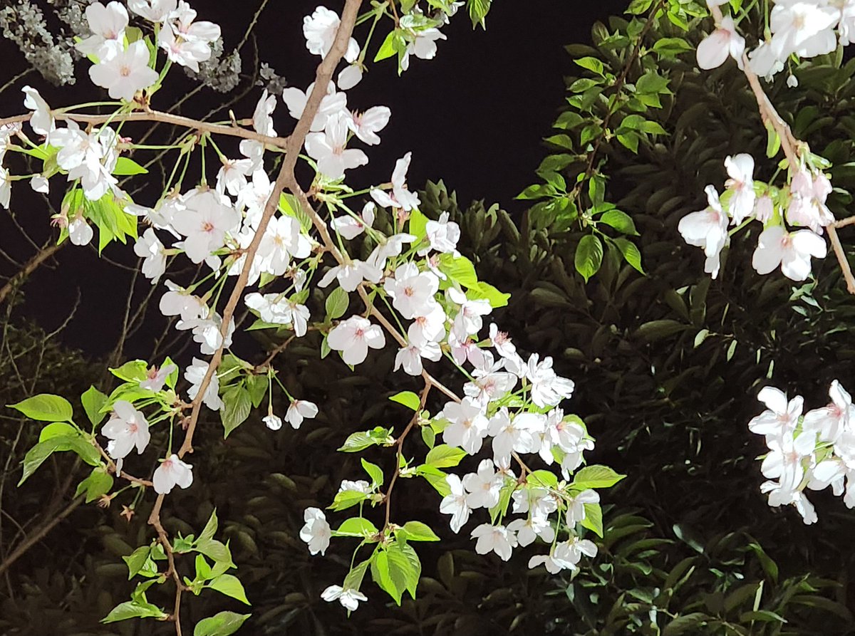 @wiru_son お写真ありがとうございます！
桜とウィルさん素敵です～☺️✨

よろしければうちの近所の桜でも見てやってください🌸