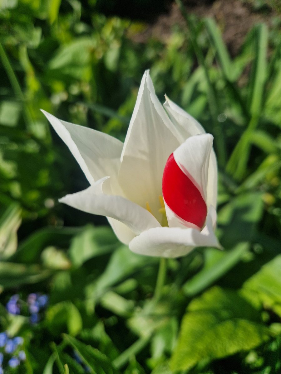 Day 365+289 of my Nature Photo Challenge and a life lesson from this tulip today, that is growing amongst a pure white clump of other tulips @NTClumberPark Just be who you are and stand out from the crowd #365DaysWild @Nottswildlife @WildlifeTrusts