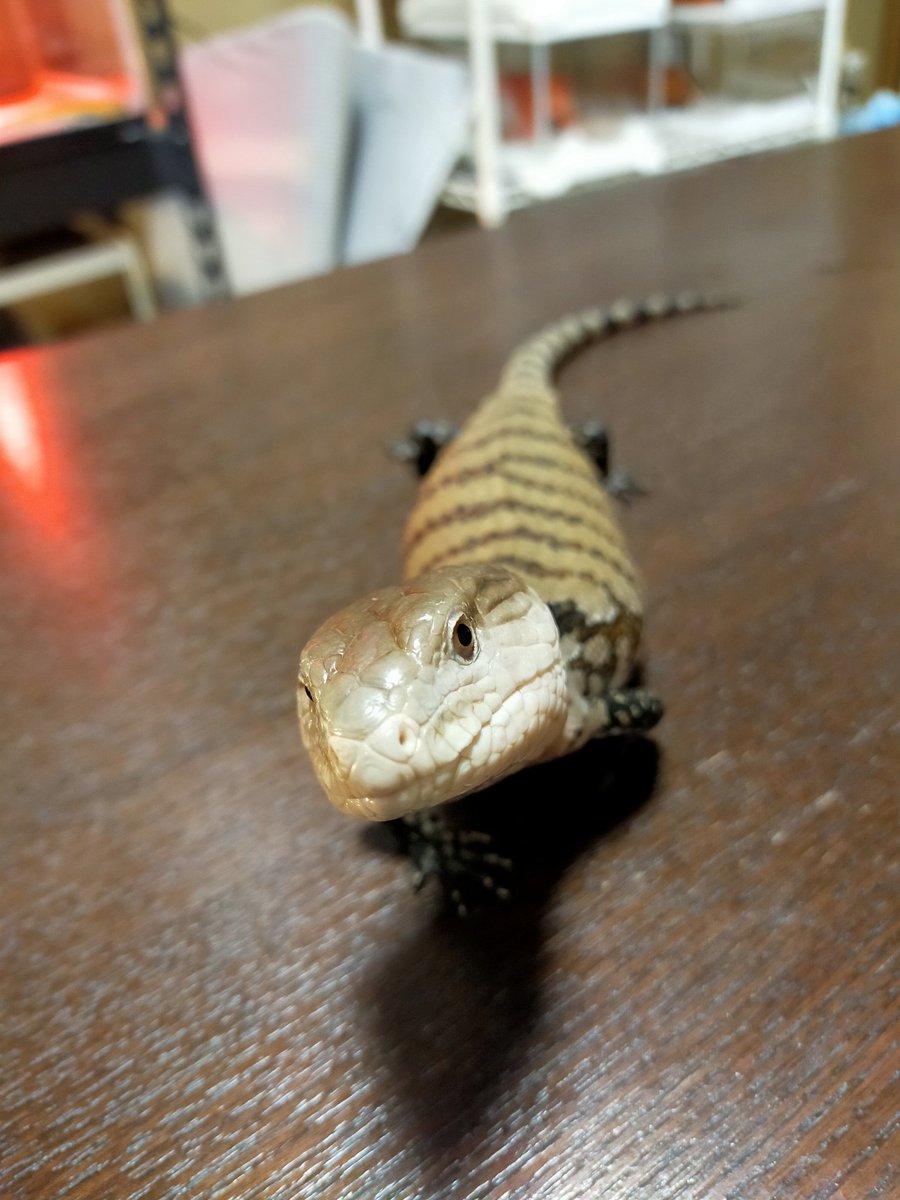 #メラウケアオジタトカゲ