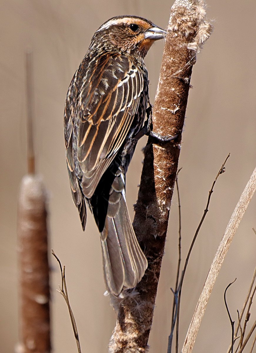 A beautiful female red-winged blackbird.