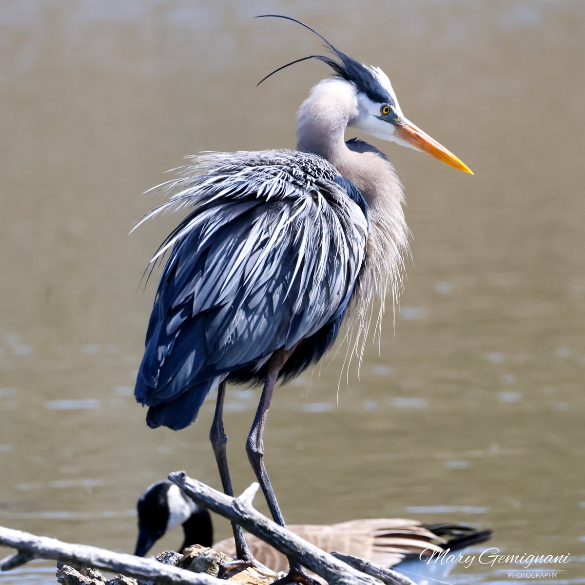 Here is the Great Blue Heron floofing when a pair of Canada Geese were getting too close below the bird in the water. This floofer is a real beauty! I feel so lucky to be seeing this bird at the pond!