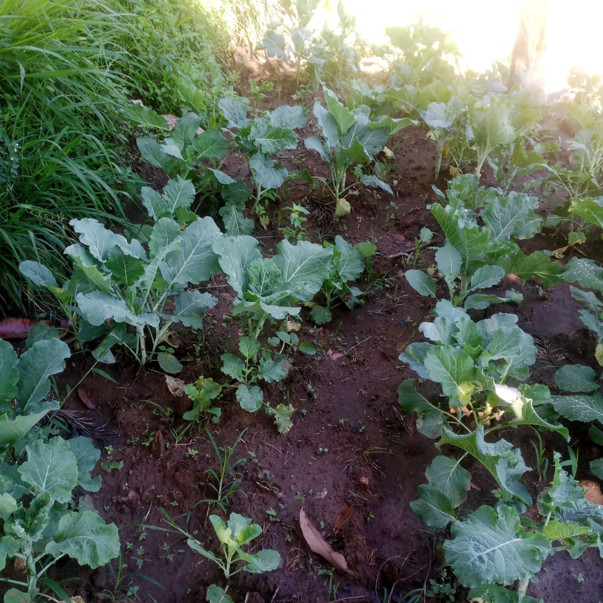 Patricia kombo tweet media