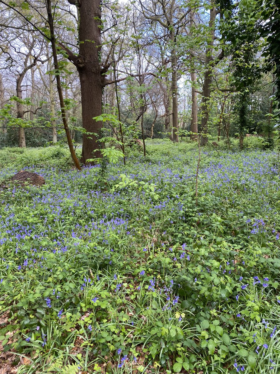 Bluebell woods appearing in the grounds of Bethlem Royal Hospital. We're so lucky to be based here! The grounds are open to the public so come for a walk and see for yourself. #bluebells #spring #bethlemroyalhospital @maudsleycharity @maudsleynhs