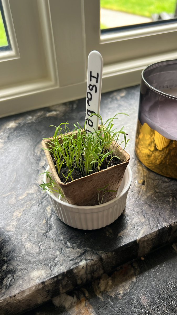 The Nut Fairy is looking for advice off you Lovely People. Isabella planted some carrot seeds at Easter and they are now like this. What do I do next plant them in a grow bag? 🙏🐾🐾❤️