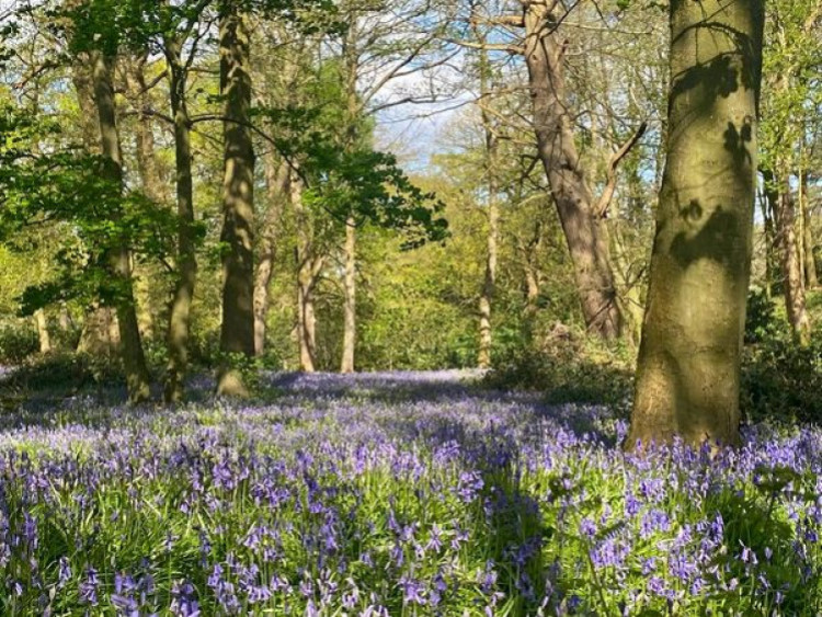 RODE HALL'S FAMOUS BLUEBELL WALKS START THIS WEEKEND. #alsager <a href="/Rode_Hall/">Rode Hall</a> 
alsager.nub.news/news/local-new…