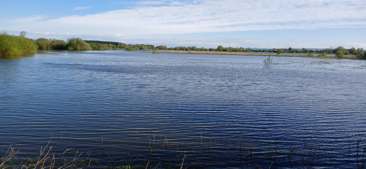 Wheldrake Ings. 2 different cc Marsh Harriers seen with Peregrine. Wonderful to see both species hunting in tandem. c. 550 Black-t-Godwits Slavonian Grebe seen from Tower by fellow birders mid-morning Access down to Swantail available with care in wellies. @YorkBirding @LDV_NNR