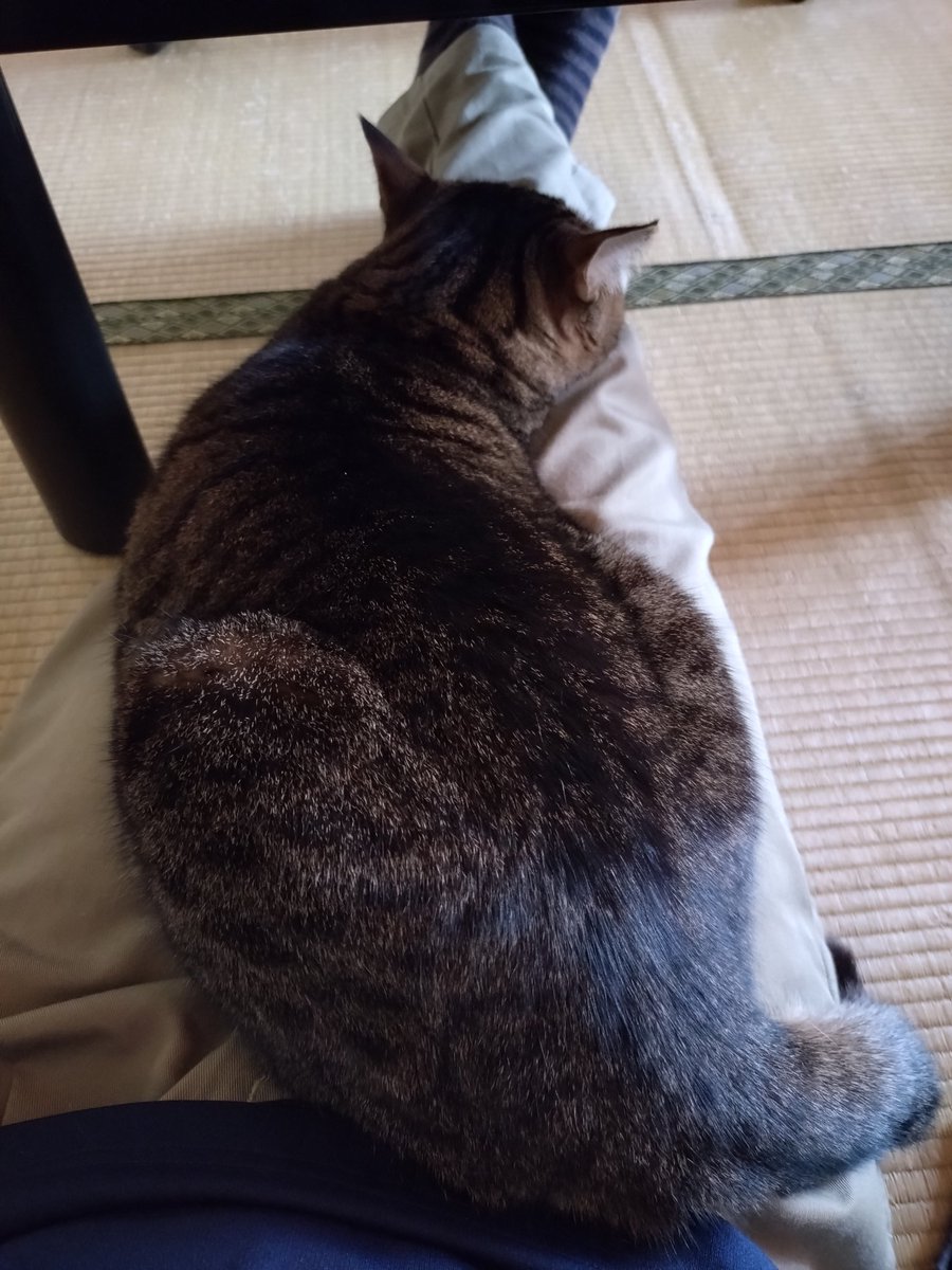 nekokitsuon's tweet photo. 様子を伺いながら足の上で寝転ぶ🐱
#猫好きさんと繋がりたい https://t.co/h1clArjxxb