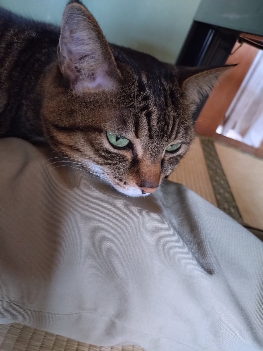 nekokitsuon's tweet photo. 様子を伺いながら足の上で寝転ぶ🐱
#猫好きさんと繋がりたい https://t.co/h1clArjxxb