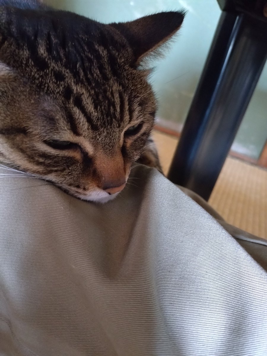 nekokitsuon's tweet photo. 様子を伺いながら足の上で寝転ぶ🐱
#猫好きさんと繋がりたい https://t.co/h1clArjxxb