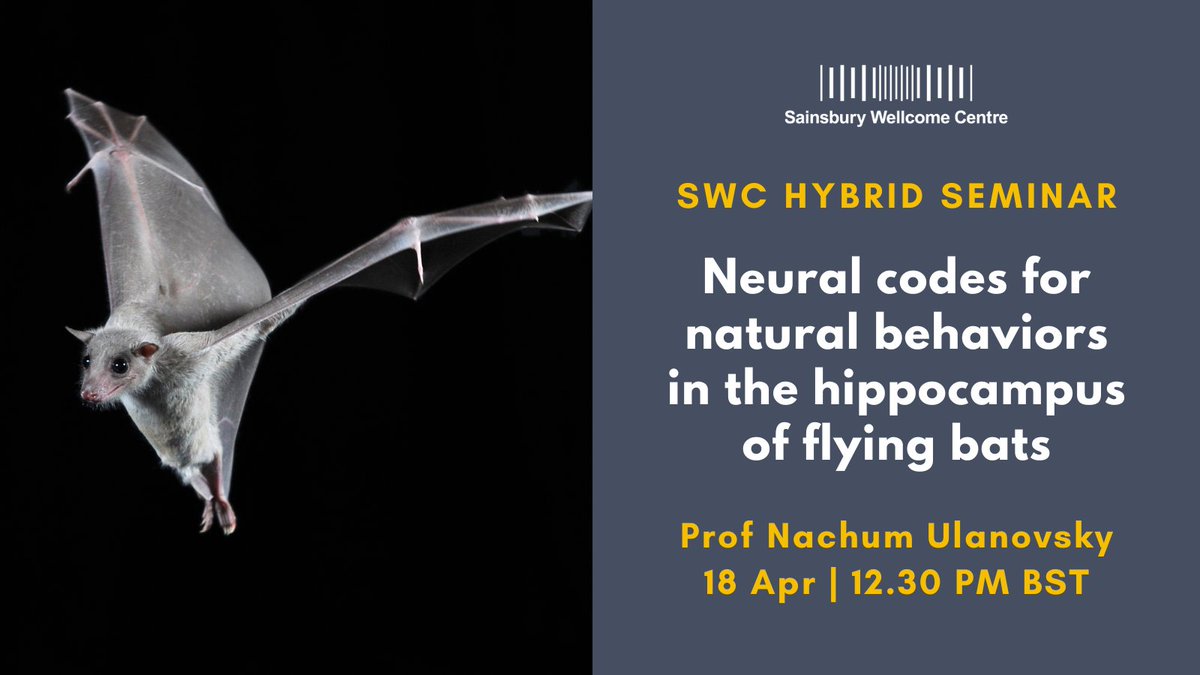 SWC (@swc_neuro) on Twitter photo Join us tomorrow as we hear from Professor Nachum Ulanovsky (<a href="/WeizmannScience/">Weizmann Institute</a>) on the importance of using natural behaviours in neuroscience research illustrated by his studies of neural codes for spatial and social behaviours in flying bats! Register now: sainsburywellcome.org/web/events/swc… Join us tomorrow as we hear from Professor Nachum Ulanovsky (<a href="/WeizmannScience/">Weizmann Institute</a>) on the importance of using natural behaviours in neuroscience research illustrated by his studies of neural codes for spatial and social behaviours in flying bats! Register now: sainsburywellcome.org/web/events/swc…