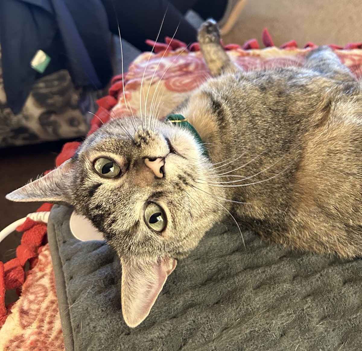 LucySkinnyjeans's tweet photo. What’s Up?  I hope you are having a wonderful day💖#WhiskersWednesday 
#CatsOfX #CatsOfTwitter #tabbyTroop #humpdayvibes https://t.co/psx0B1frh7