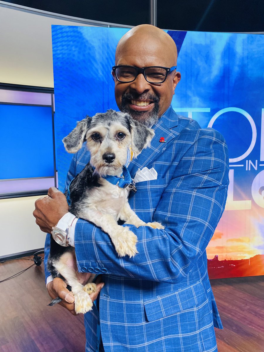 Meet Katydid! She’s available for adoption right now @hsmo #sammysstars #adoptables #TISL