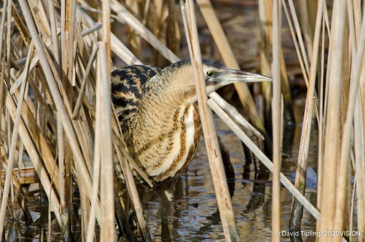Somerset Wildlife Trust tweet media