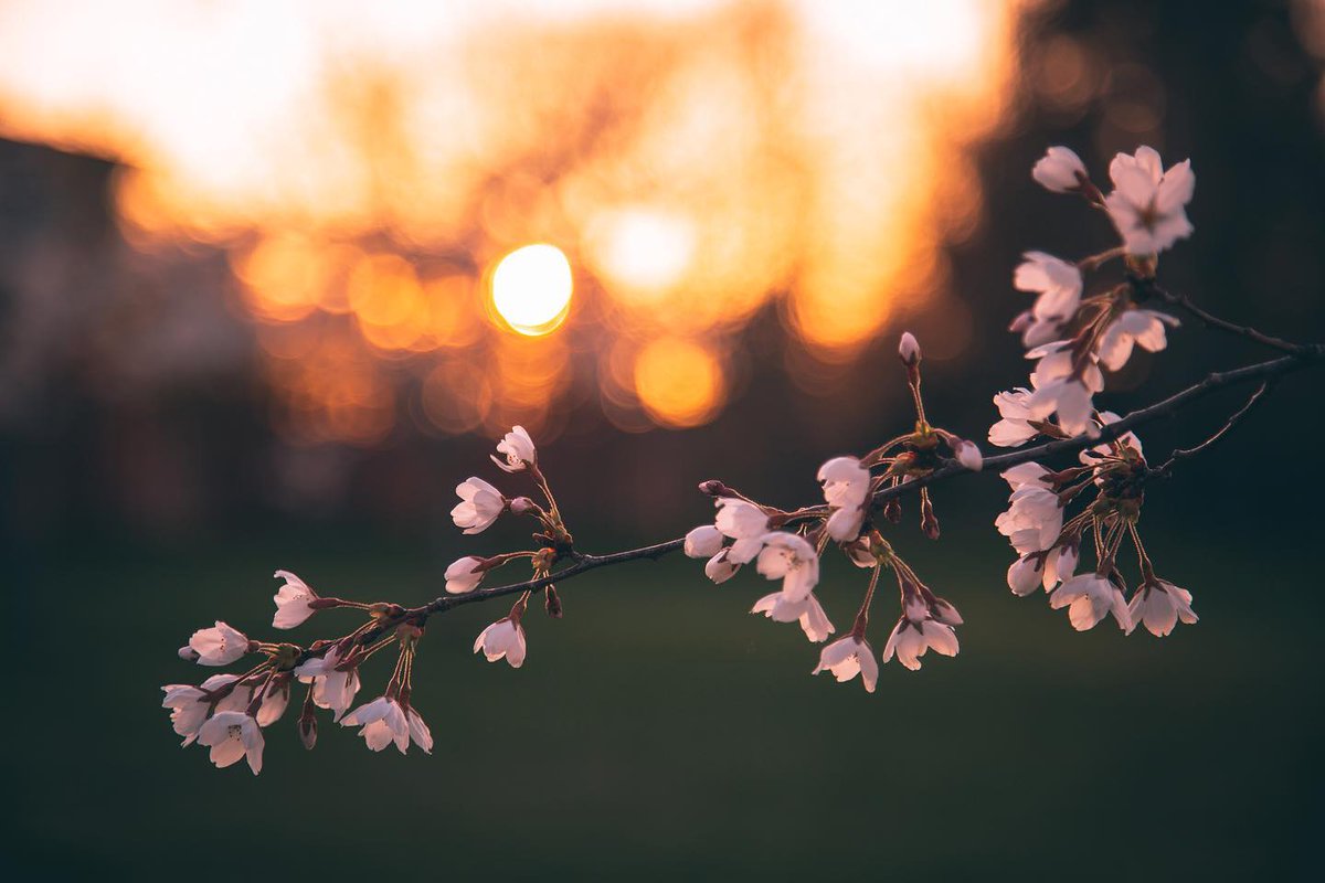 Our #WhereAreWe Wednesday brins us to Sakura Parkette! Here, the annual cherry blossom blooms are now opening up! Be quick, they only last a short time and then they are gone. 🌸🌸🌸⁠ ⁠ 📍 Find Sakura Parkette at 70 Confederation Drive. ⁠ 📸 @viewsfromthe519