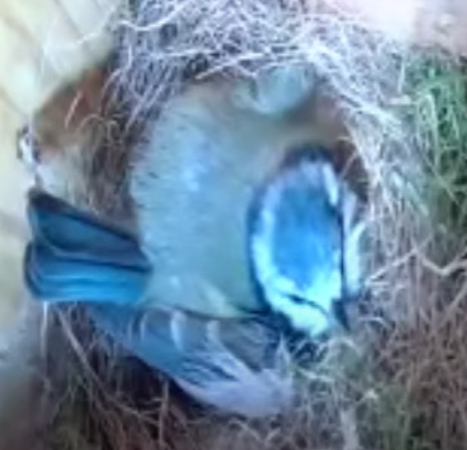 @DartfordGS @drdavie_dgs @HarrisScience_ @DGSSciCollege The Dartford Grammar School bird box is inhabited again this year with a nest of 10 eggs! Follow the live feed of the bird box from the school website and watch this space for updates!