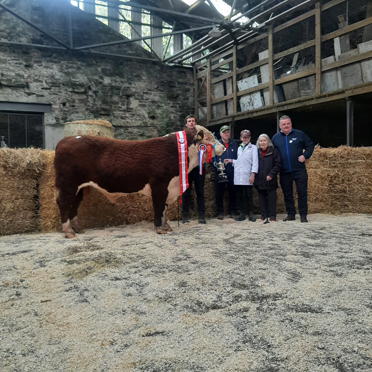 Bandon Hereford Show & Sale Champion: Skehanore Joey by Tom & Paddy Hickey being presented with the Frank Appelbe Cup by Eric & Elizabeth Appelbe! @FJ_Pedigree