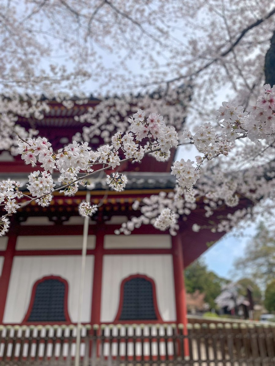 sunnonkai_tw's tweet photo. 足利氏館（鑁阿寺、栃木県足利市）
4月7日、桜🌸は満開でした。
中世の方形居館跡。日本100名城の一つです。真ん中には巨大な銀杏の木があります。枝垂れ桜も見事。無料駐車場あり。見学30分。
#城 #栃木県 #足利市 #足利氏館 #鑁阿寺 #桜 #cherryblossom https://t.co/Msq1tNaIXN