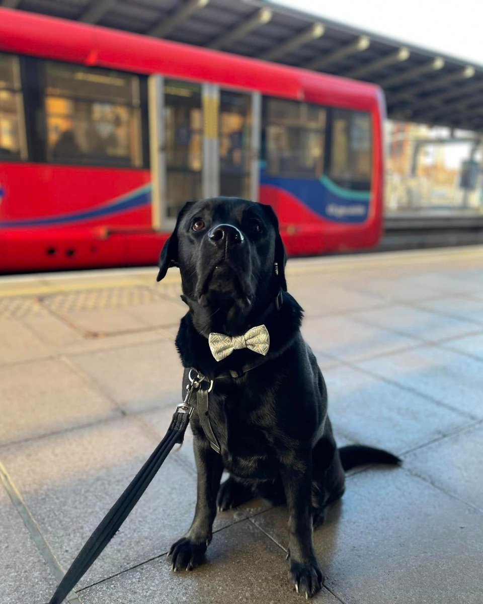 Next stop? London! Hearing dog Gerry and his deaf partner, Alison, took a trip into London where Gerry got to try out the local public transport. He did a brilliant job of keeping his focus on Alison and settling in for the longer train journeys 🐾🚆