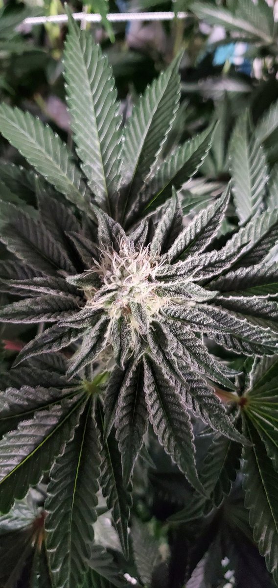 Happy Hemp Day