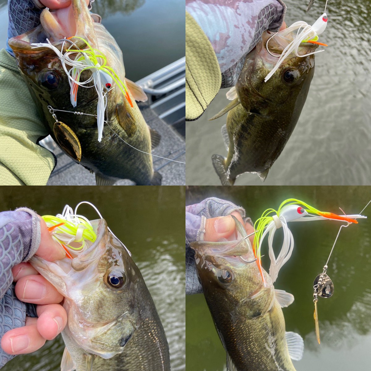 kntm_onthewater's tweet photo. TEAM OUTBACK Spinnerbait TW

ショートディスタンスでバンク際にタンデムウィローを撃っていく春。興奮します。興奮しすぎてメジャーズレまくりスミマセンw

#teamoutback 
#teamoutbackspinnerbait https://t.co/fynXhfjqv8