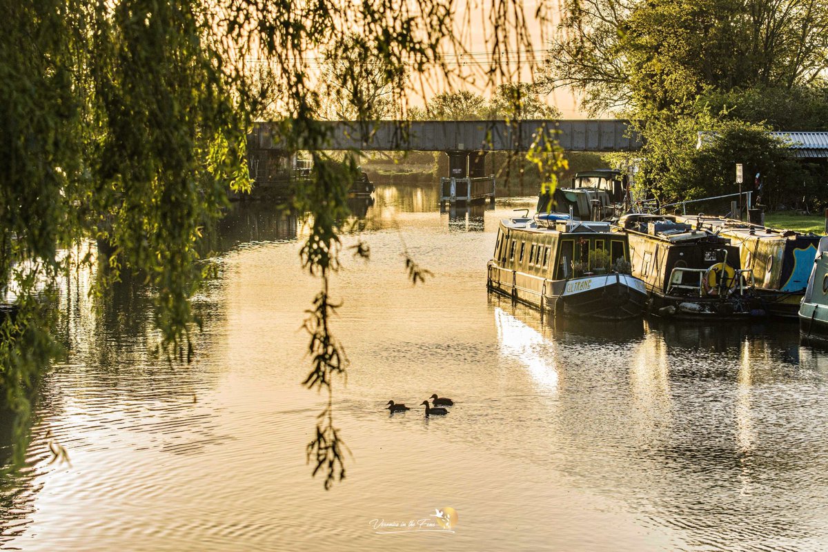 It was a gamble with the clouds this morning, but it turned out beautiful 😍 Ely, Cambridgeshire The Swans came to play too 🦢🥰🦢 in the “sun-street” at #sunrise @SpottedInEly @metoffice @WeatherAisling