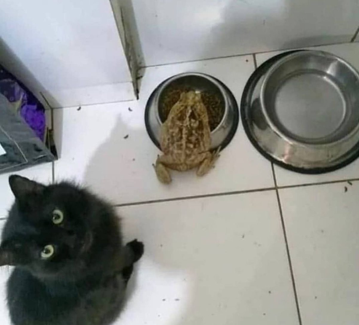 mischiefanimals's tweet photo. bro what is this https://t.co/YK7ZvEnpkF