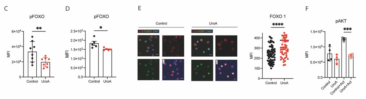 CD62L together with CCR7  are known FOXO1 target genes, so we wondered whether UroA can affect FOXO1 activity. Indeed, UroA promotes nuclear retention and transcriptional activity by reducing FOXO1 phosphorylation, which negatively regulates FOXO1 nuclear localization.