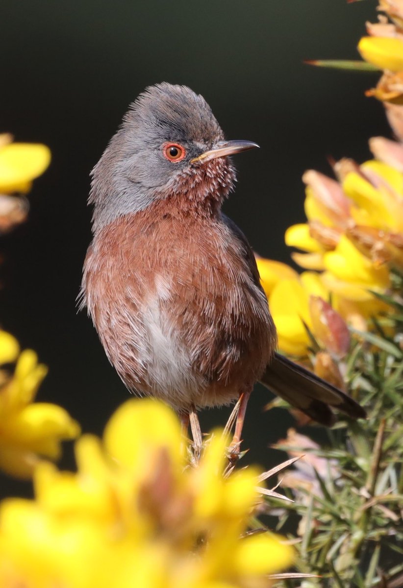 Dartford warbler in the rare sunshine ☀️ #bird #birding #birdphotography #birdoftheday #birdwatching #photooftheday #oiseau #pájaro #TwitterNatureCommunity #vögel #WaderWednesday #WildlifeWednesday -#dartfordwarbler @BBCSpringwatch @WildlifeMag @BBCEarth