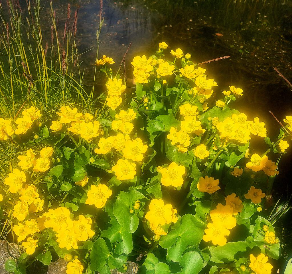 A colourful, bright Spring treat 
The Marsh Marigold are blooming 
#garden #flowers 
#photooftheday #picofday