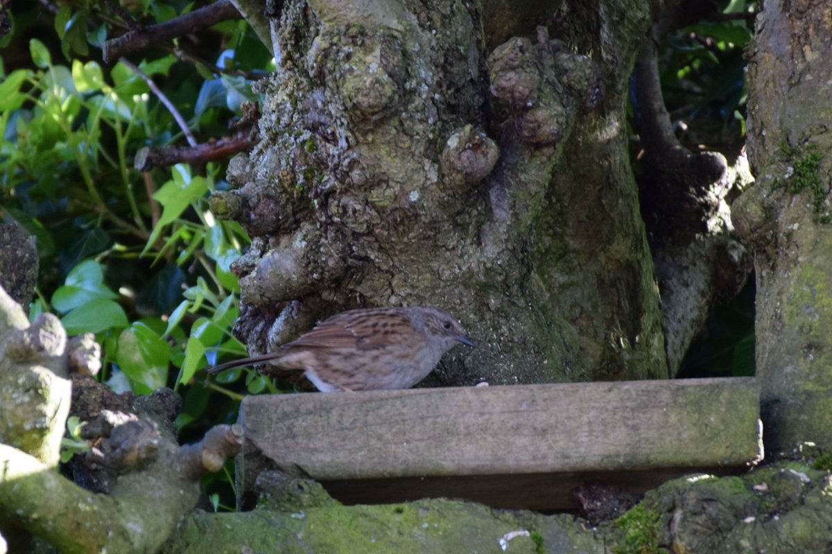 MyGarden_Uk's tweet photo. Afternoon Visitors.
Spot The Dunnock.
@des_farrand @alisonbeach611
#Afternoon #Dunnocks #Nature #SunnyDays #SpotTheDunnock https://t.co/YZ6eq5oAYn