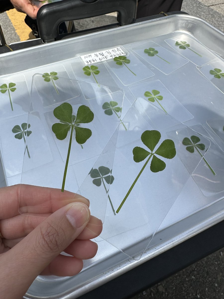 bloombaloom's tweet photo. หิ้วใบโคบฟเว่อร์กลับอาทิตย์นี้ ส่งไวๆ

🍀 ใบโคลเว่อร์ 4 แฉก 🍀
(ใบแห่งความโชคดี 4 ด้าน ความรัก/ความหวัง/ความโชคดี/ความเชื่อมั่น)

🤍 150 บาท
🤍 ส่งของ 23 เมษา

💓สอบถามที่ openchat/สั่งในไลน์นะคะ💓

#หิ้วเกาหลี #พรีเกาหลี #รับหิ้วเกาหลี  ใบโคลเวอร์ ใบโคลฟเวอร์ ใบcover https://t.co/HhxozdnaZO