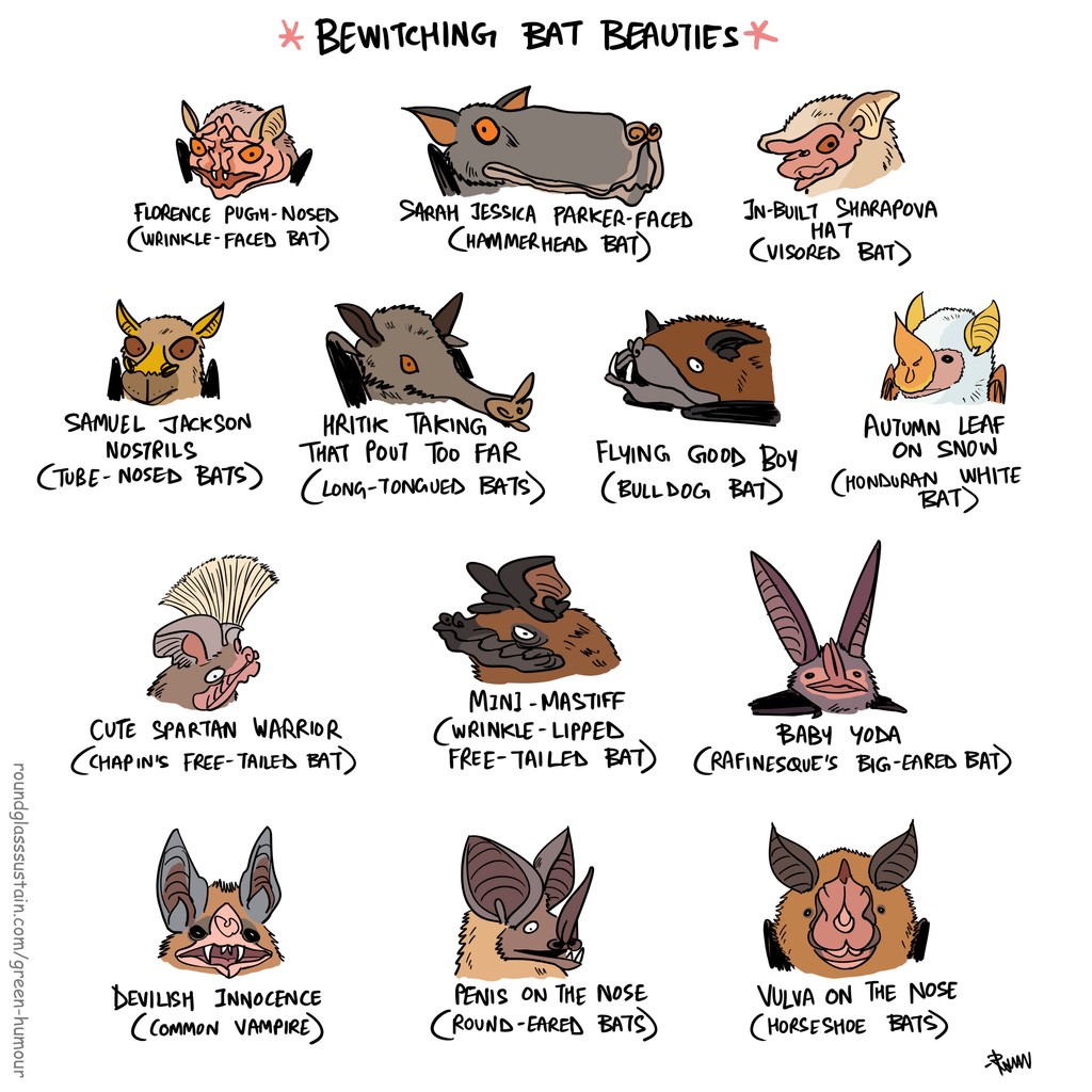 On #InternationalBatAppreciationDay, meet some bewitching bat beauties!

By Green Humour @thetoonguy

#bats #batappreciationday #greenhumour #wildlifecomic #roundglasssustain