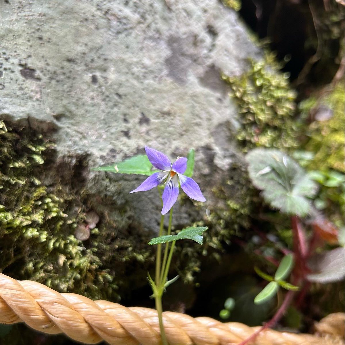 植物の力。
Plant Vital🌿🌸✨
(色調補正なし)

#Plant #green #flower
#kyoto #sacredplace #植物