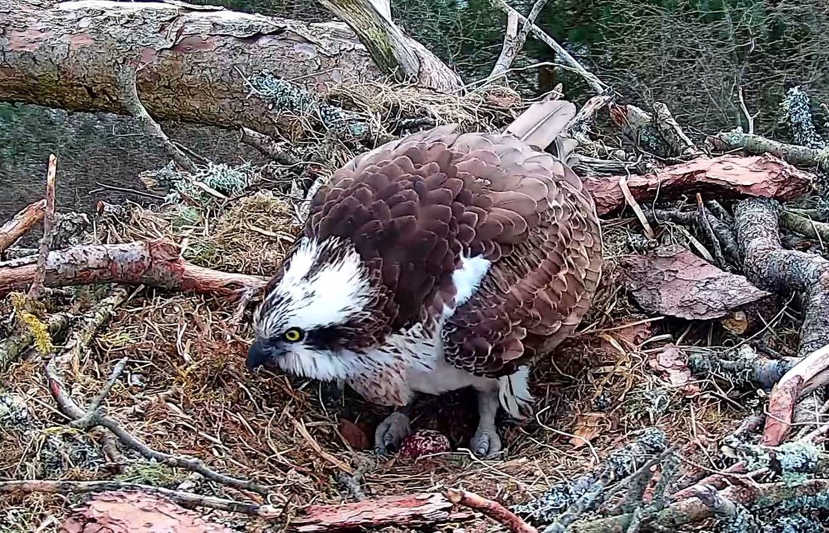 The long wait is over! At last, 21 days after her mate LM12 returned from migration, NC0 laid her first egg of the season at 10:48am, in a welcome lull in the strong winds. Keep your eyes peeled for a glimpse in the cosy nest cup! 🦅🥚🥳