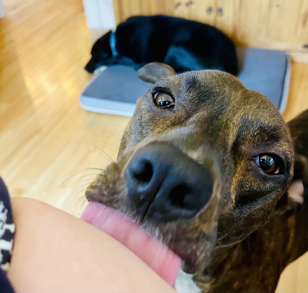 Your people might say, 'Stop licking my elbow!' This is because they are silly. There is magical powers in the lick. Humans think they know all the things. They do not know all the things. xo Pogie, the licker dog