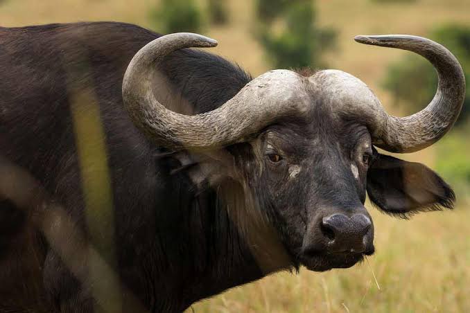 Fun fact about the male African Buffalo ! Male buffalo is forced to fight its way to head the herd , once it’s defeated it’s forced out of the herd The defeated males gather together to protect themselves from predators . 📸courtesy #ExploreUganda