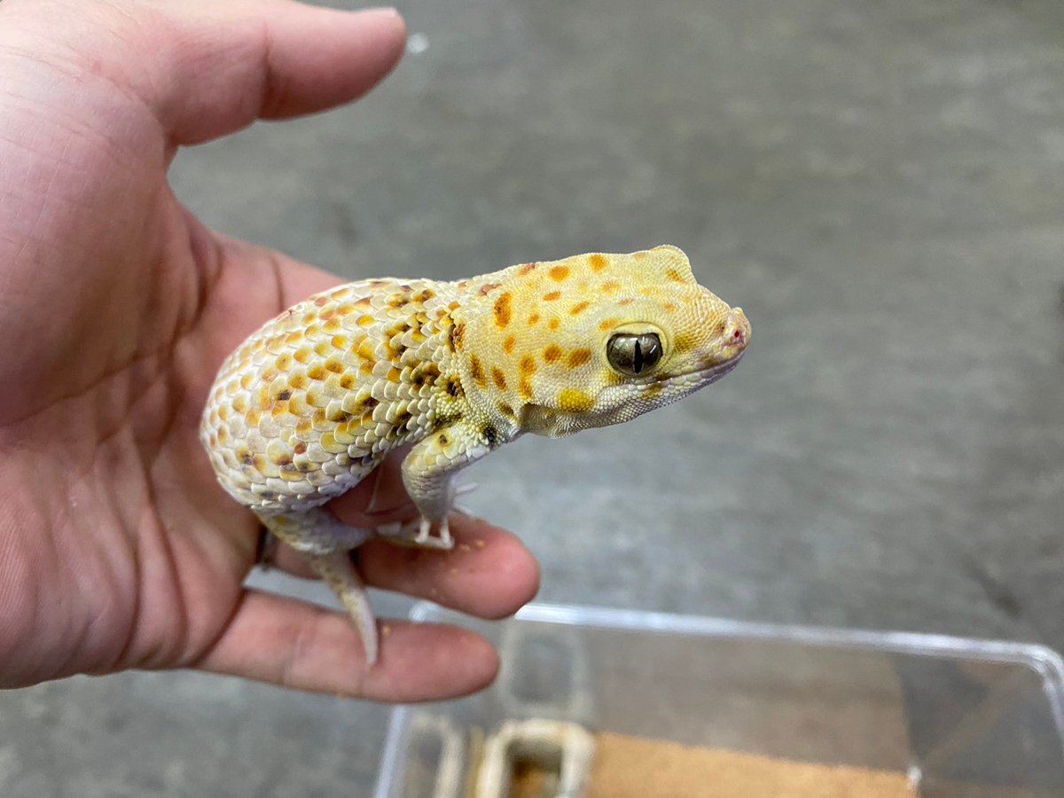 peponi_minato's tweet photo. 【新着紹介】

・ロボロフスキースキンクヤモリ
・プシバルスキースキンクヤモリ(ペア+CB2023)
・トルキスタンスキンクヤモリ(3ペア+CB2022+WC1匹)

スキンクヤモリどどんと入荷です❗
ブリーディンググループとCBがまとまって来てます❗
気になる方、お問い合わせ下さい‼️

#みなとペポニ https://t.co/B7Kxf4fMjs