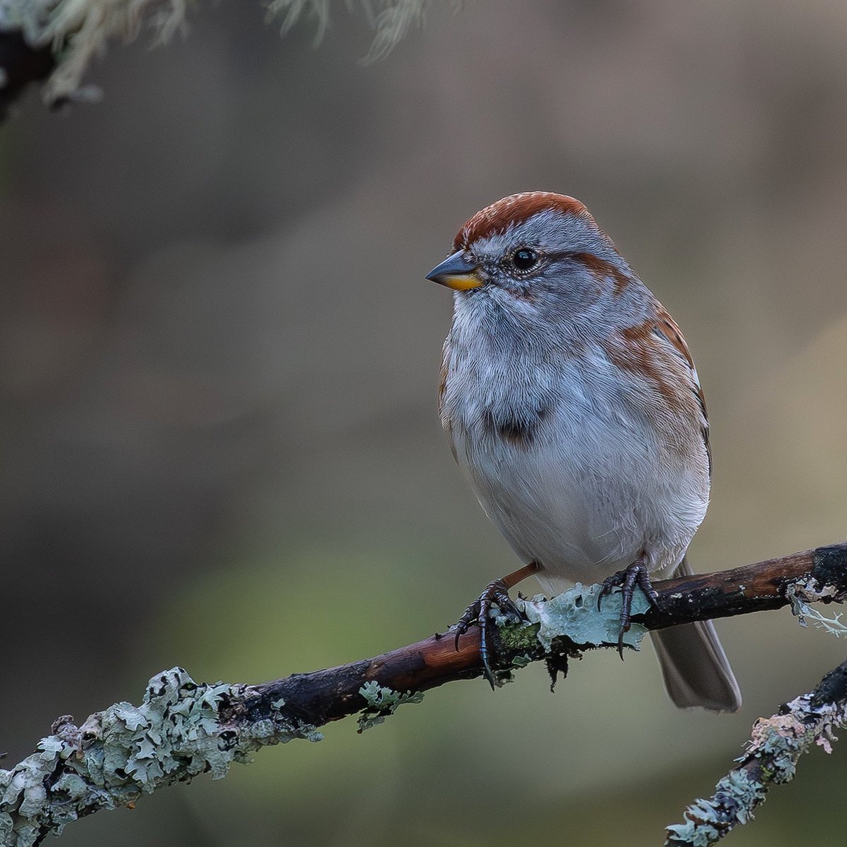 “The love for all living creatures is the most noble attribute of man” - Charles Darwin American Tree #Sparrow 🔎 Spizella arborea #TwitterNatureCommunity #nikon #birdphotography #BirdsSeenIn2024 #BirdsOfTwitter #NaturePhotography #birds #birding @mybirdcards @nature_org