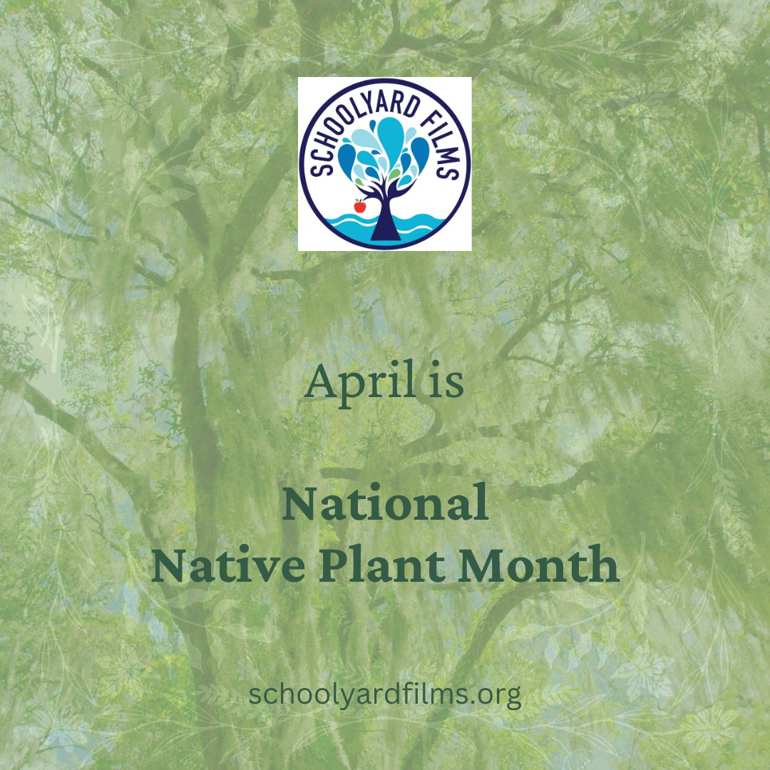 Native plants offer many benefits, like:
🌿Provide #habitat & food 
🌿Stabilize soils
🌿Prevent #flooding
🌿Require less maintenance & #water
…and more

#SchoolyardFilms #NativePlantMonth #nativeplants #environmentaleducation