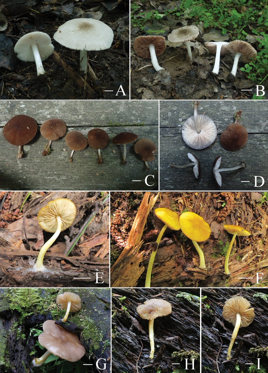 New records, #newspecies, and common species of Pluteus sect. Celluloderma from northern China. From our special issue: 'Taxonomy and secondary metabolites of wood-associated fungi.' 🔗 doi.org/10.3897/mycoke… #mycology