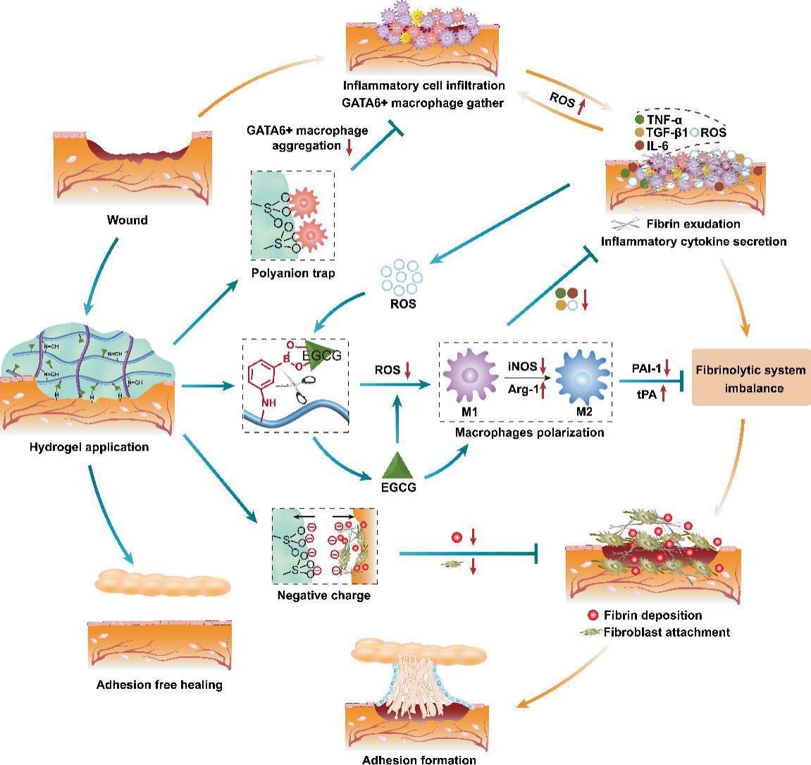 JCRnEDITORS's tweet photo. ROS-responsive sprayable hydrogel as ROS scavenger and GATA6+ macrophages trap for the prevention of postoperative abdominal adhesions.
| Chunshun Zhao @sysu_1924 |
[50 days' free access]
#sprayable #hydrogel #macrophage 
https://t.co/HWaCNV69SW https://t.co/Gsbze8zfSo