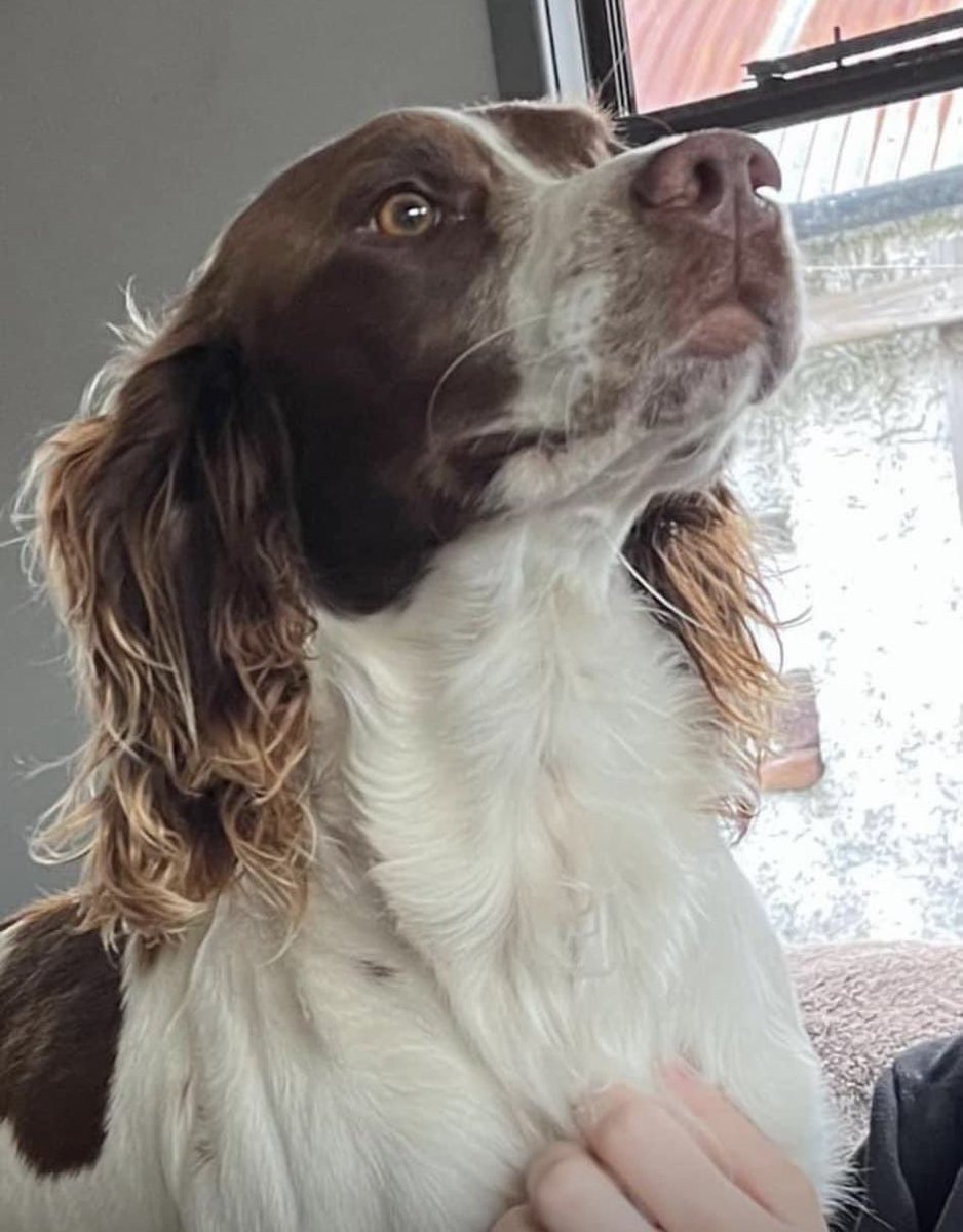 #SpanielHour 

Male #springer #spaniel missing in #Coole, #Westmeath since around 1pm Saturday afternoon 13/04/2024

If anyone sees him please let me know ASAP TY 

@Cooolego @CooleNews @WHExaminer @westmeath_gaa @MissingStolen @MissingPetFind @juliagarland73 @JacquiSaid @bs2510