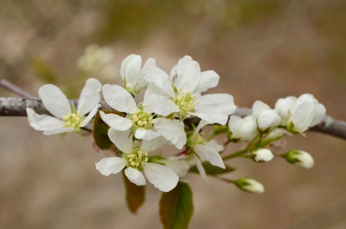 Shadbush is blooming in the NJ #Pinelands. Also called Canadian serviceberry or Juneberry, shadbush (Amelanchier canadensis) is a deciduous, native understory, large, multi-trunked shrub (or small #tree) with showy, white #flowers in April-May and edible fruits in June-July.