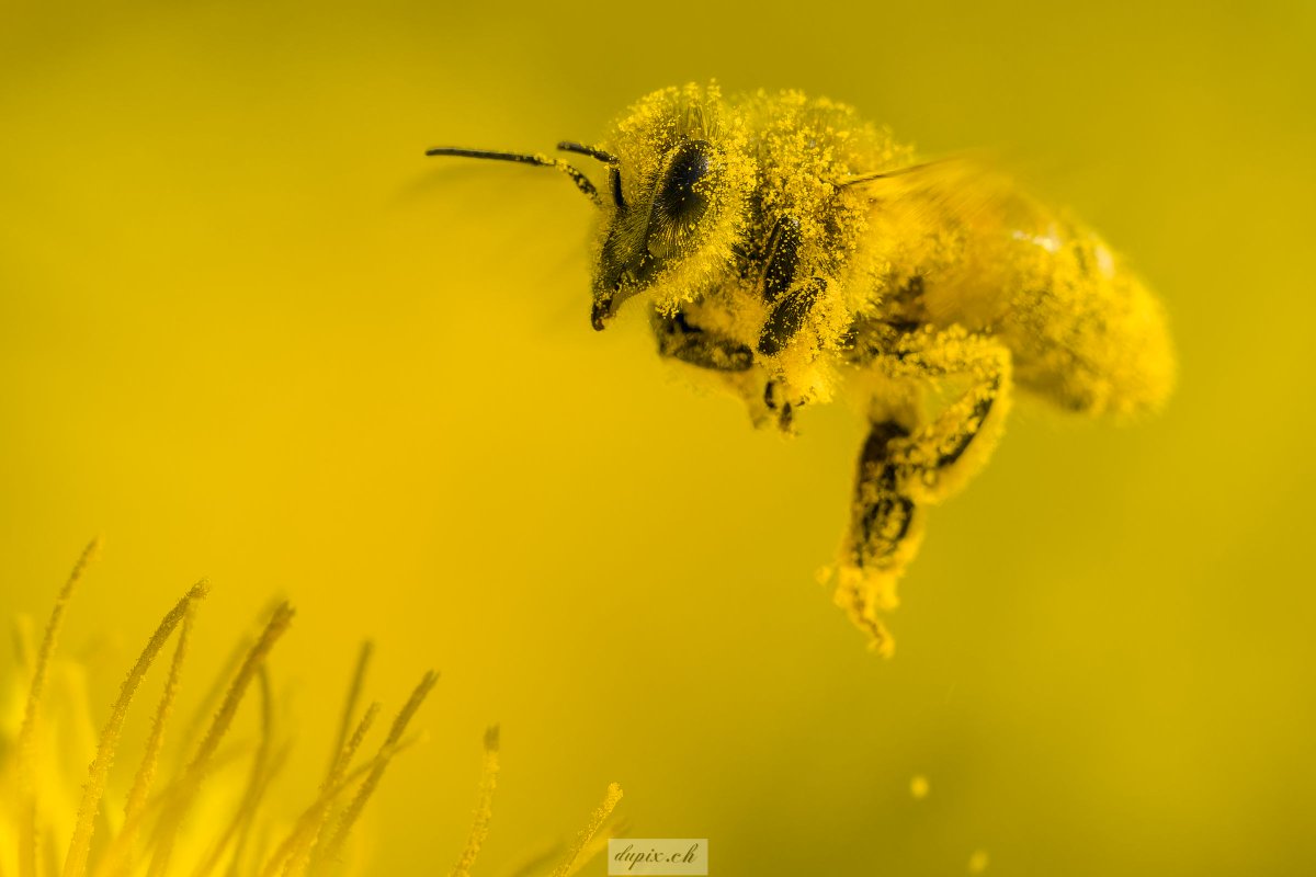 Bienen-Gold☺️