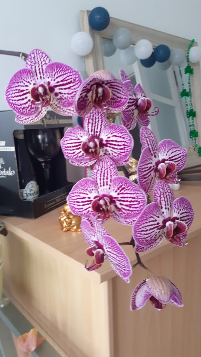 mes orchidées